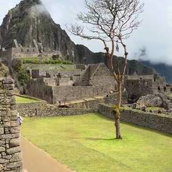 Ein Insider: Der Baum von Gondor! Wenn er blüht kommt der König (Inka) zurück.