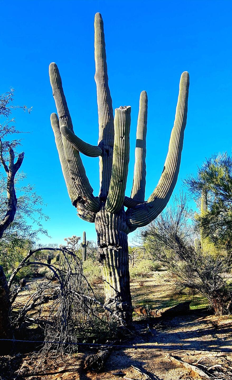 Ein alter Knacker...