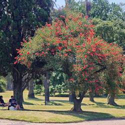 Entspannte Einheimische im Schatten eines Hahnenkammbaums