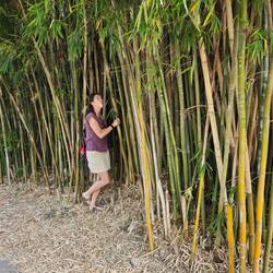 Bambus im Botanischen Garten