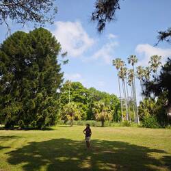 ...riesige Araukarien im Botanischen Garten