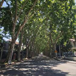 Platanen-Alleen gibt es eine ganze Menge