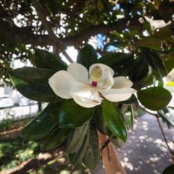 Riesige Blüte einer Magnolia Grandiflora, die hier als Bäume zu bestaunen sind