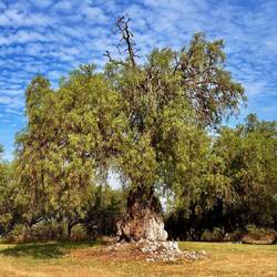 Peruanischer Pefferbaum