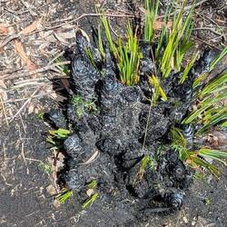 Es wächst wieder 🙏