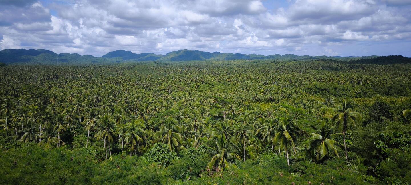 ...vorbei am Kokospalmenwald