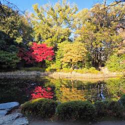 The last of the autumn leaves