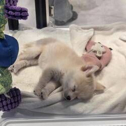 The pet shop looked like you were adopting a child.