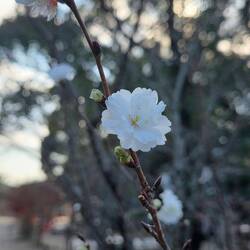 A lonely blossom (a late bloomer?)