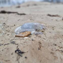 Es liegen einige Quallen am Strand, Nara hält zum Glück Abstand. Es hat auch Feuerquallen dazwischen