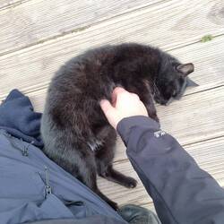 Auch hier schliessen wir die Streuner schnell ins Herz, sie uns auch.