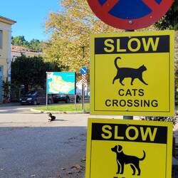 Der Hund kontrolliert hier jeden Autofahrer