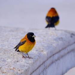 Tisch und Bänke aus Salzblöcken