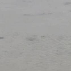 Junge Hammerhaibabys am Strand.