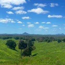 im Hintergrund Glasshouse Mountains