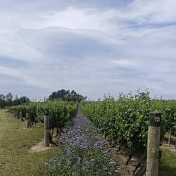 Les fleurs qui sont plantées toutes les 10 rangées