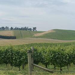 Les vignes à perte de vue