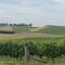 Les vignes à perte de vue