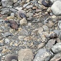 nos copains les Otaries