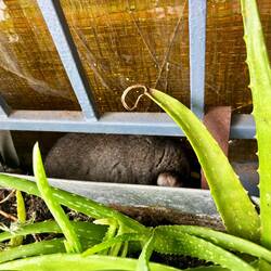 De opossum op werk die stervende was
