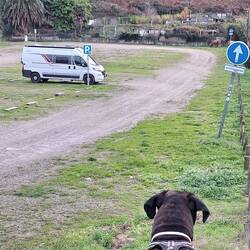 Stellplatz hinter den Dünen mit Stier 🐂