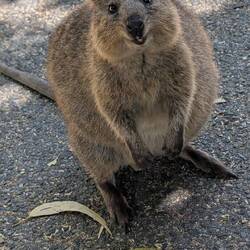 Typisches Quokkagesicht
