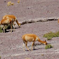Vikuñas... sieht man hier viele