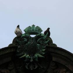 Apparently the pigeons didn't think the eagles were doing it right.