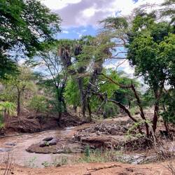 Hippo-Chillung im Tsavo