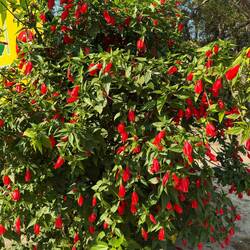 Sieht aus wie ein Hibiskus. Hat aber immer geschlossene Blüten.