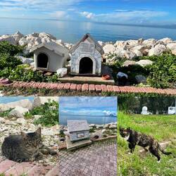 wie in Athen, haben auch hier die vielen Katzen ihre Häuschen und Futter 💓🐈🐈‍⬛