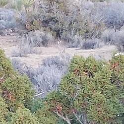 Der langohrige Wüstenhase kommt.