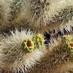 Da wächst der "Arm" weiter.