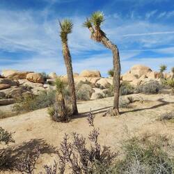 Gestatten, mein Name ist Joshua, Joshua Tree 😉