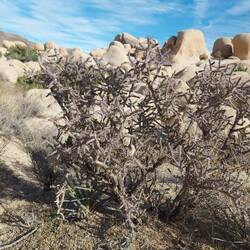 Das Ding heißt Bleistiftkaktus ... glaube ich.