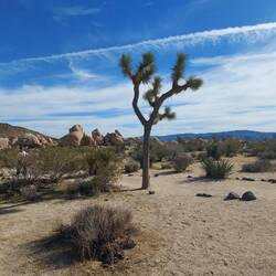 Der Trail zu den Steinen immer an Joshuas vorbei.