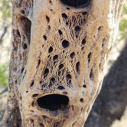 Wenn der Kaktus abstirbt wird seine innere Struktur sichtbar.