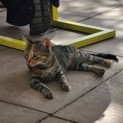 Eine gut gesättigte Katze. 🐱