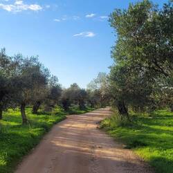 Die Straße führt mitten durch den Olivenhain