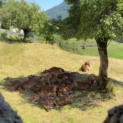 Herd of red deer from the ramparts ... poor things are being pestered by the flies — Gruyères.
