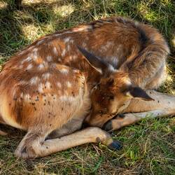 Young red deer — Gruyères, Switzerland.