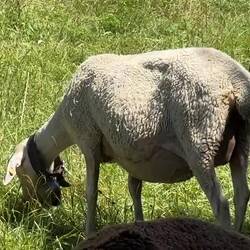 Gruyères, Switzerland.
