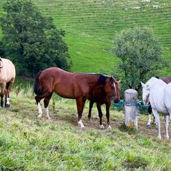 The horses place their muzzles in the bowls to activate the water fountain — Gruyères, Switzerland.