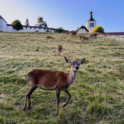 Red deer on our way back to our hotel — Gruyères, Switzerland.