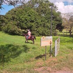 Es gibt sogar Cowboys für die großen Rinderherden