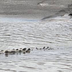 Ein Krokodil macht sich auf den Weg