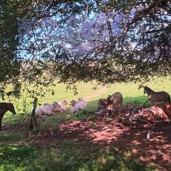 Die Tiere unterwegs suchen den Schatten