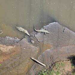 Krokodile unter der Tarcoles Brücke