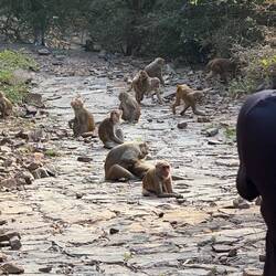 India has been gifted some big cats. A leopard around Bundi means the monkeys are happier in town 😳