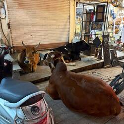 An evening in downtown Udaipur